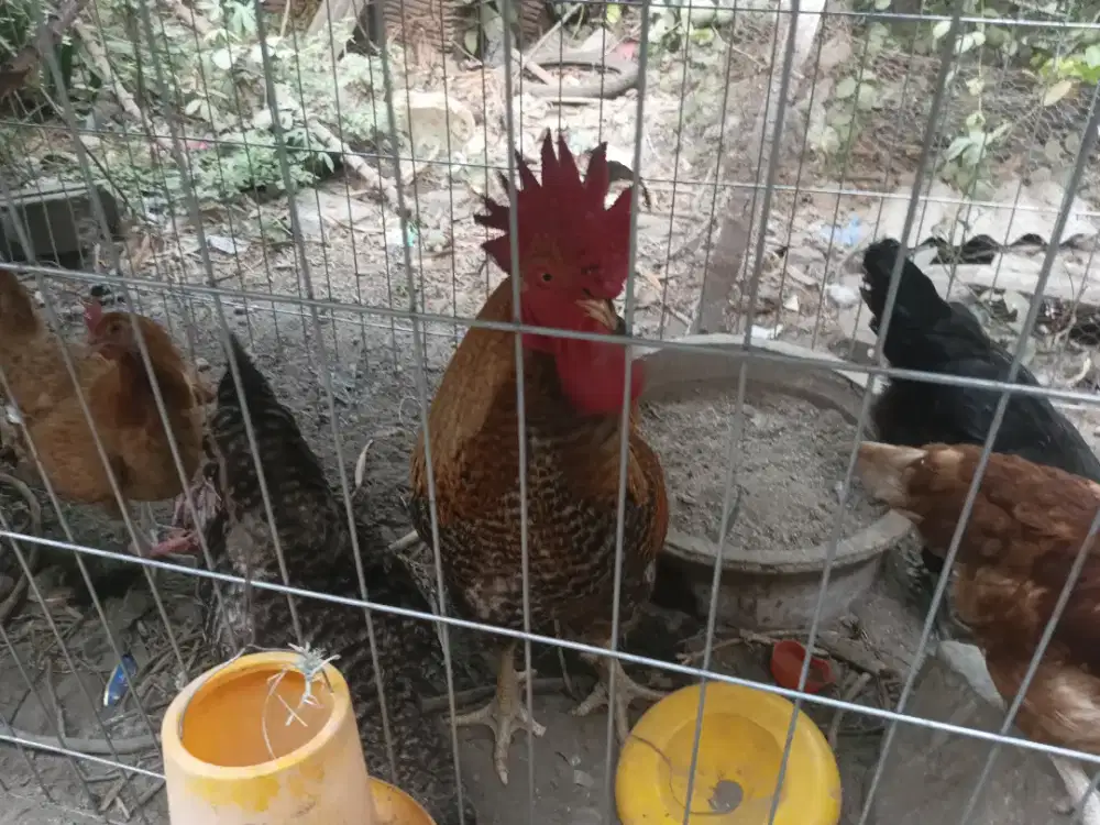 Ayam kuntara elba dan kub
