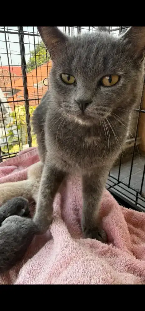 BSH TORTI INDUKAN BORONG ANAK 3