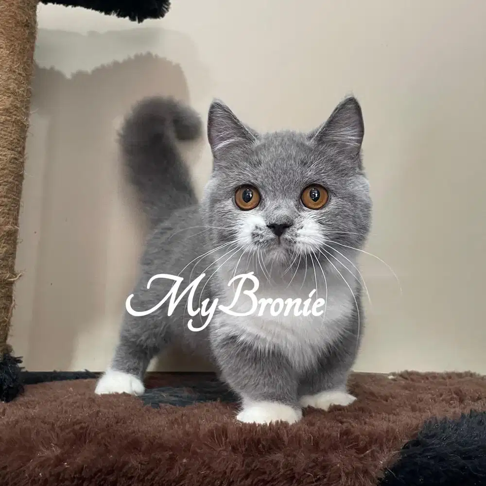 Kucing munchkin british shorthair betina