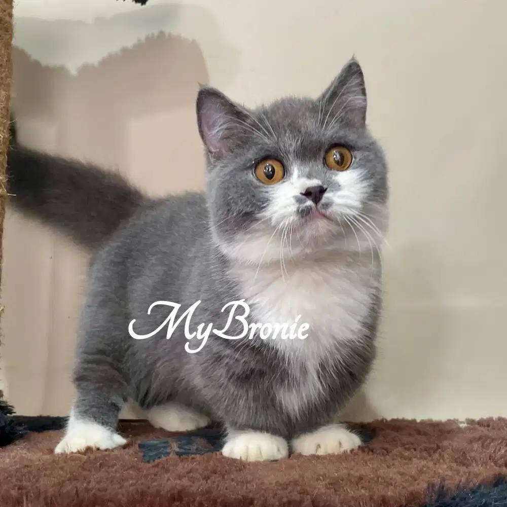 Kucing munchin british shorthair jantan