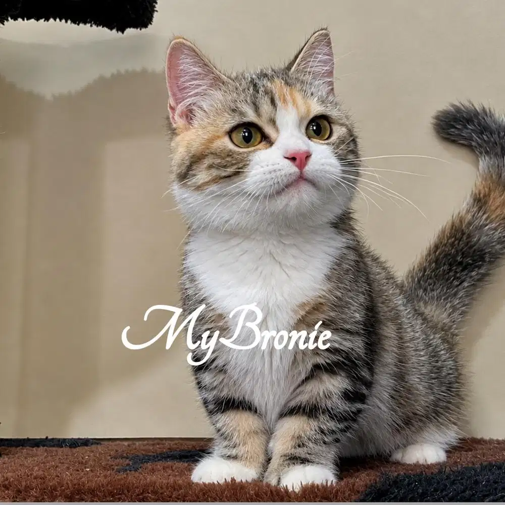 Kucing munchkin british shorthair 4 bulan