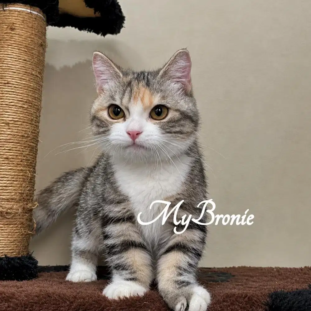 Kucing mumchkin british betina murahhh