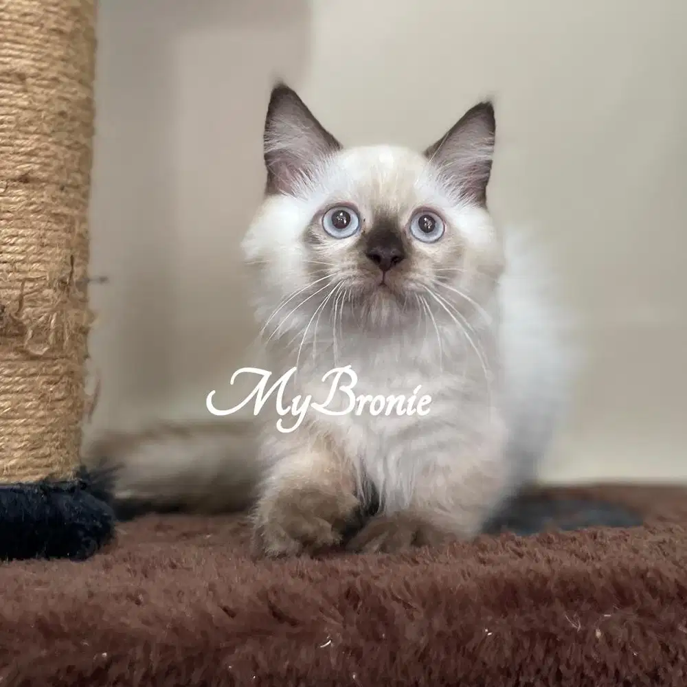 Kucing munchkin himalaya