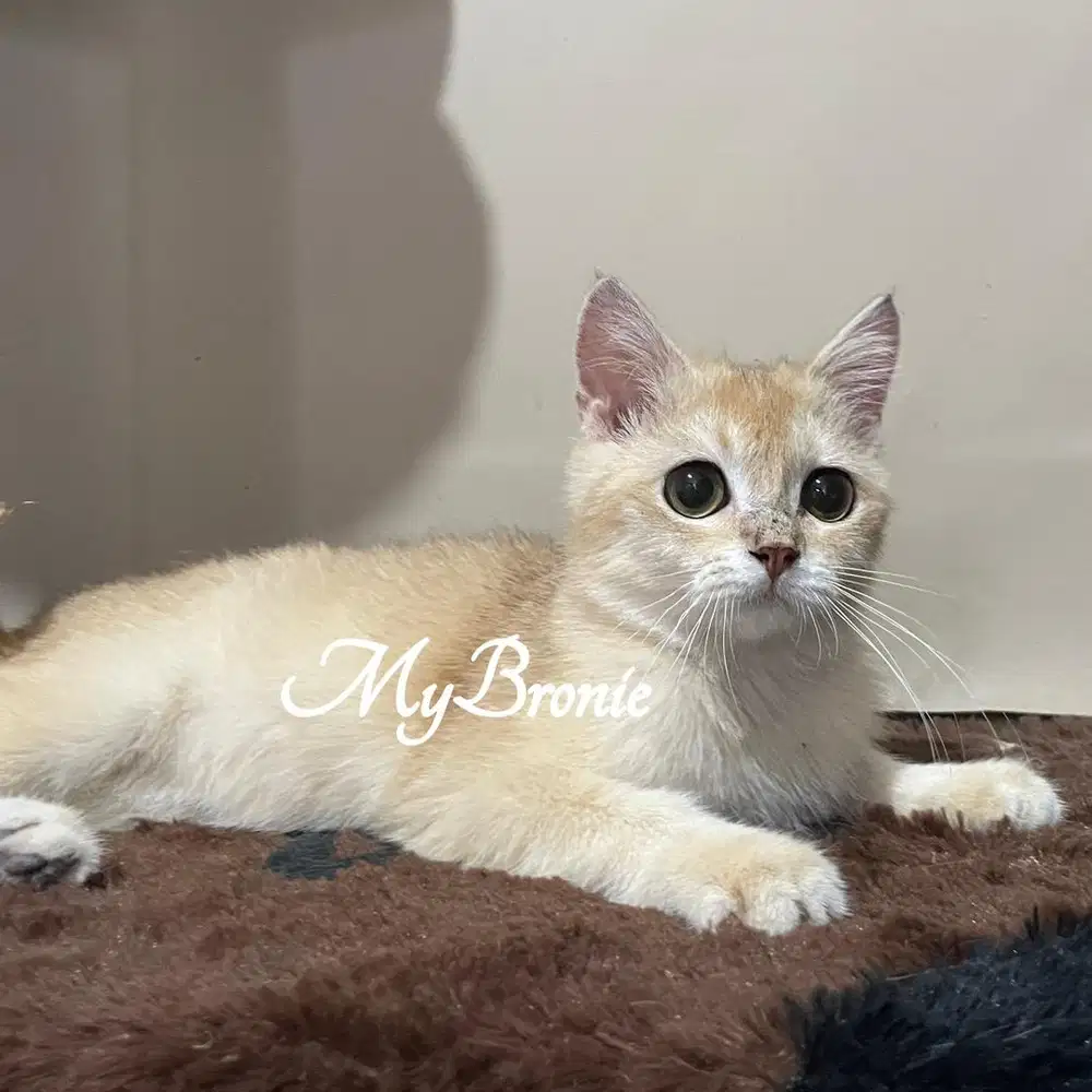 Kucing british shorthair golden semi hibah