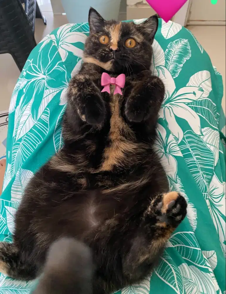 Short hair tortie betina 6 bulan