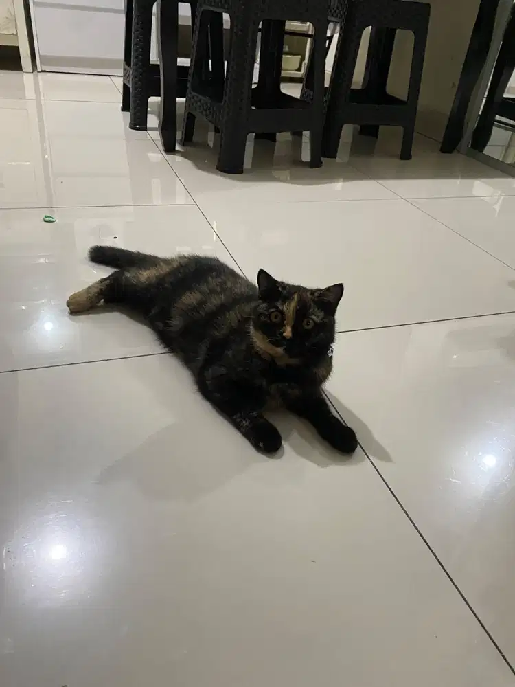 Short hair tortie betina 6 bulan