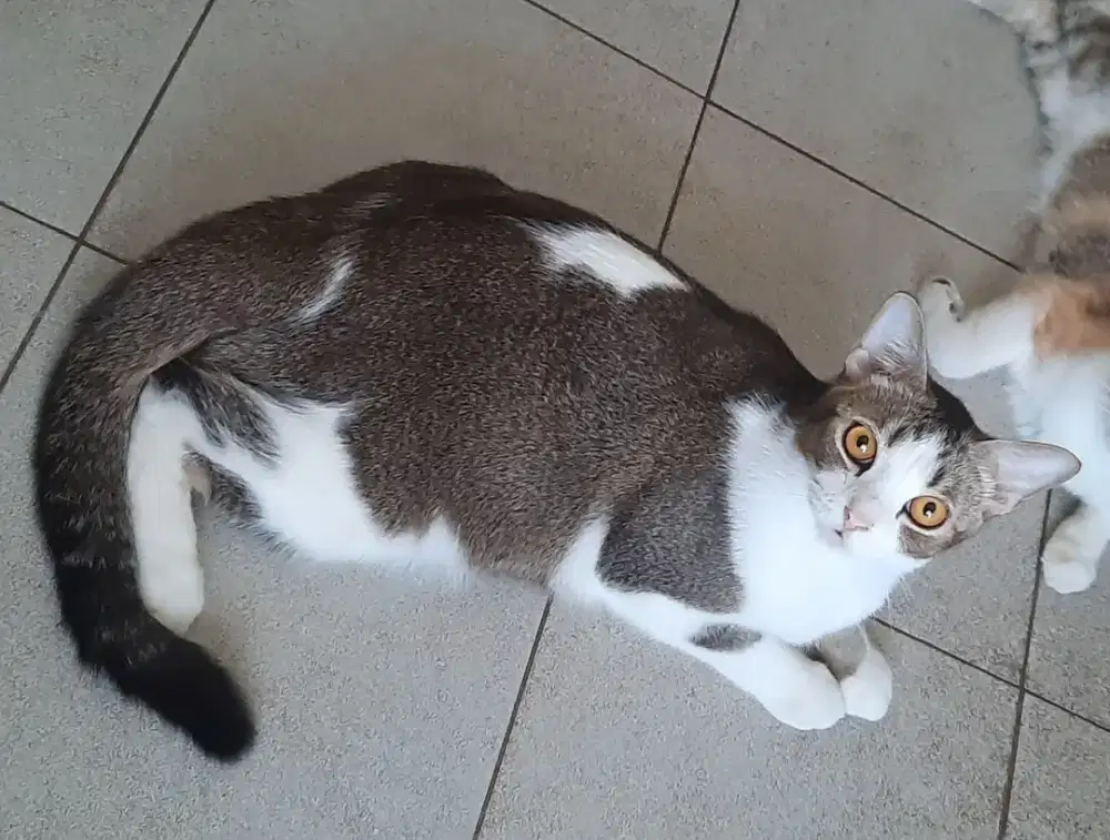 Kucing mix Exo Scottish Jantan