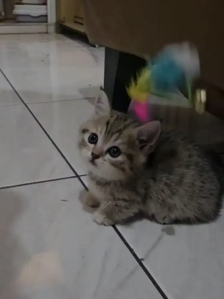 Open adopt BSH mix munchkin mix scottish fold
