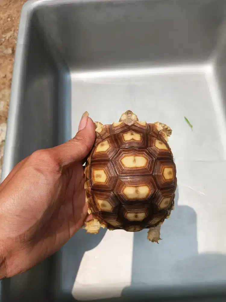 Kura darat sulcata 9,5cm