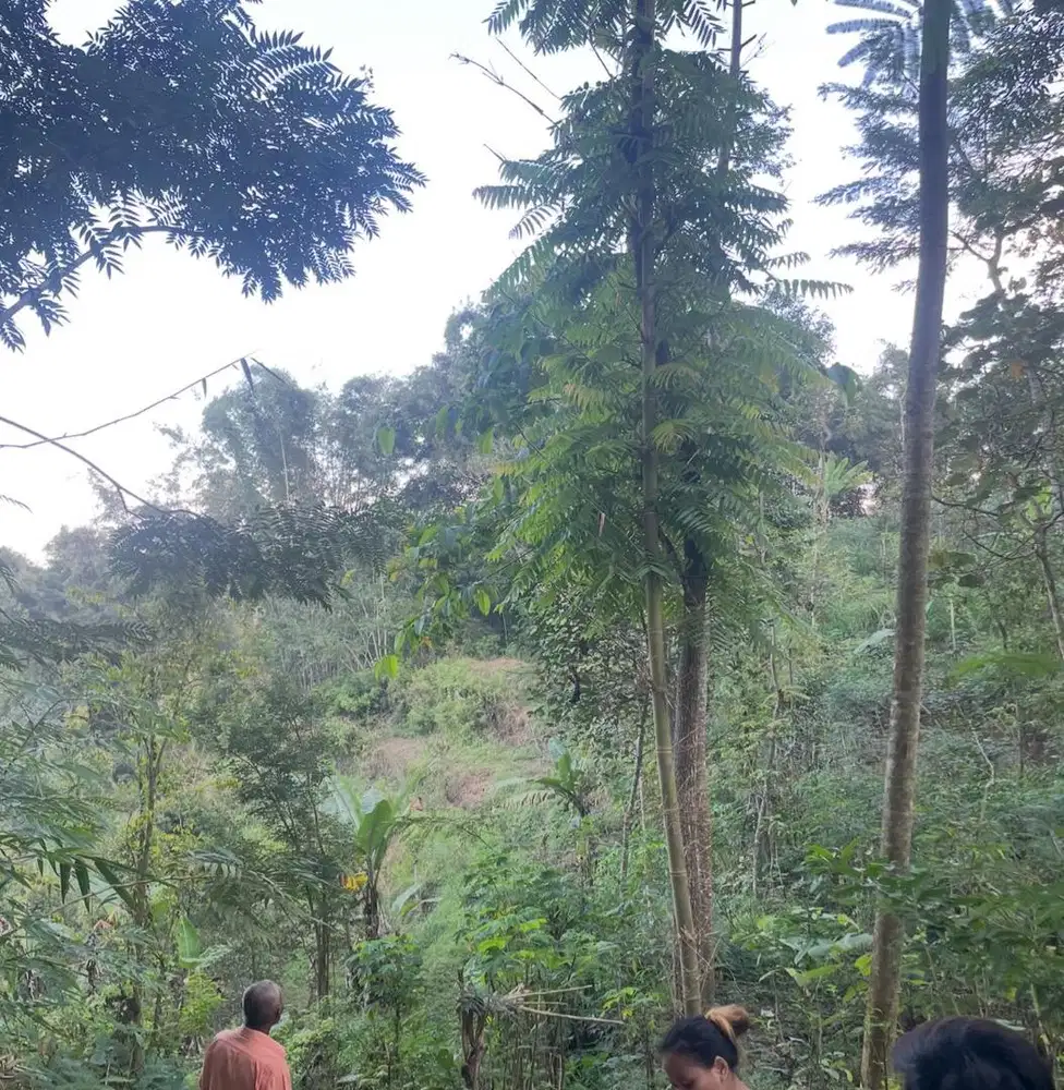 Dijual Tanah Petok D, kabupaten malang