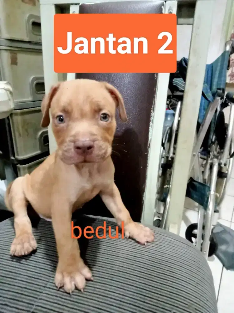 anakan pitbull...2,5 bln..jkrt