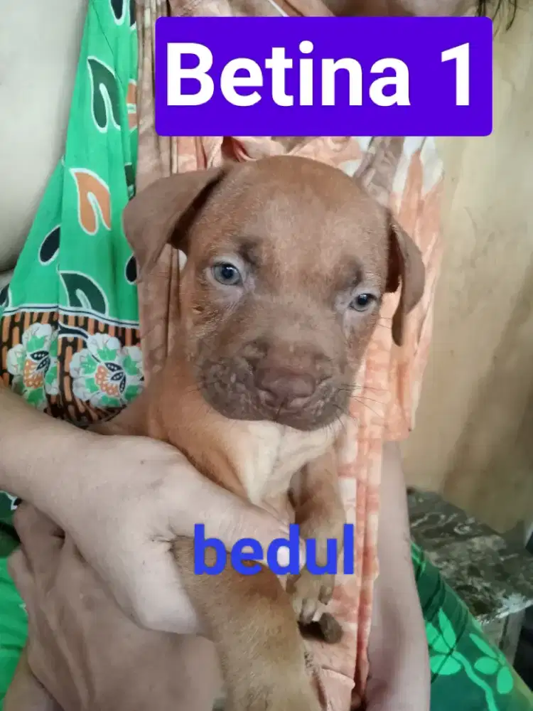 anakan pitbull...2,5 bln..jkrt