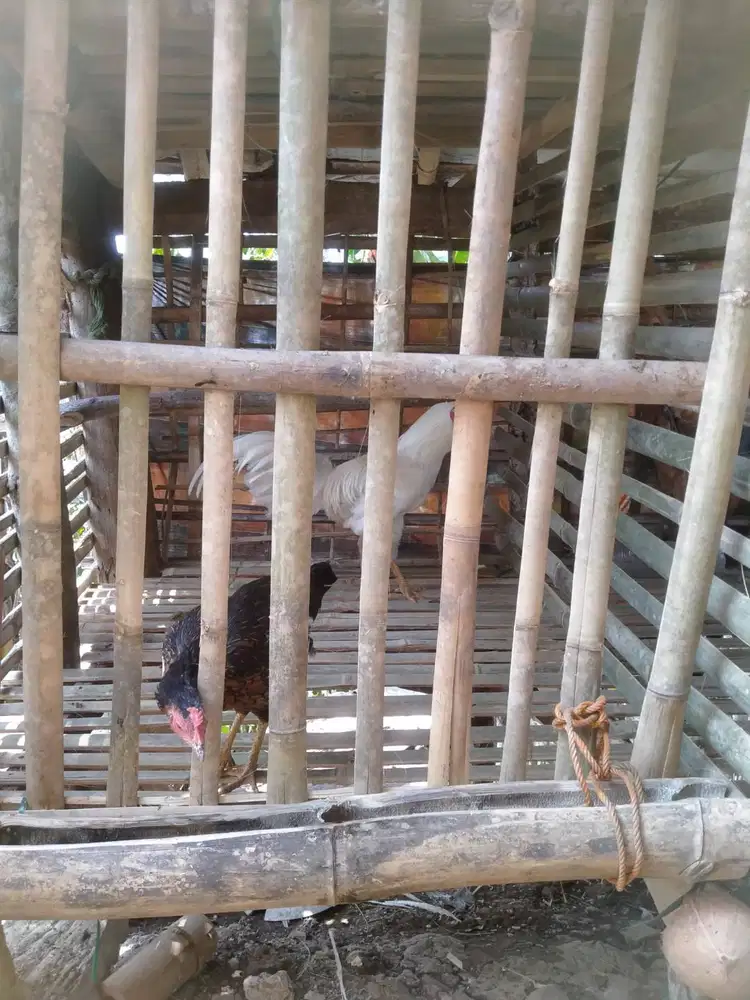 Ayam kampung asli Pacitan