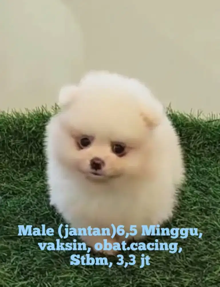 anak minipom male