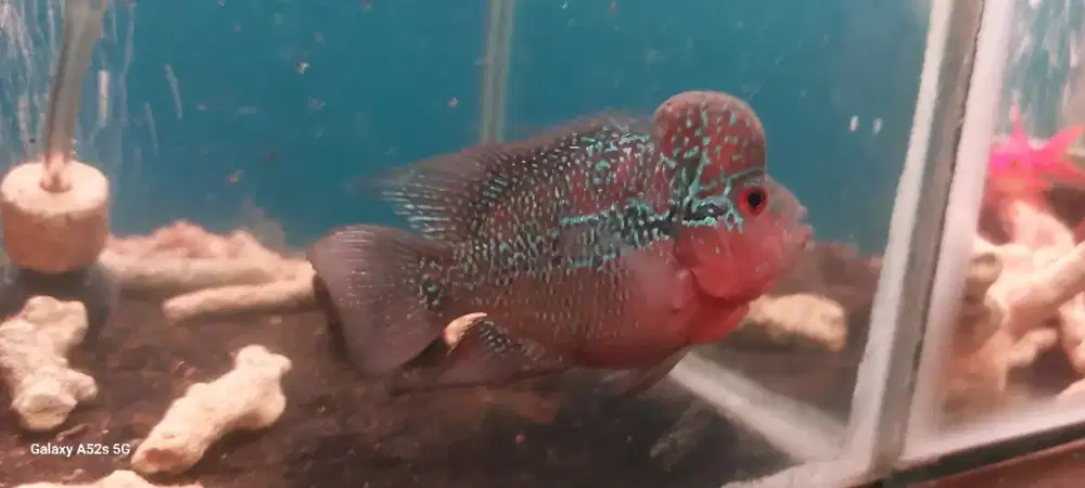 Ikan louhan srd