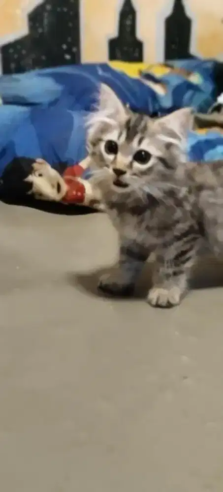 Adop kitten 3 bulan