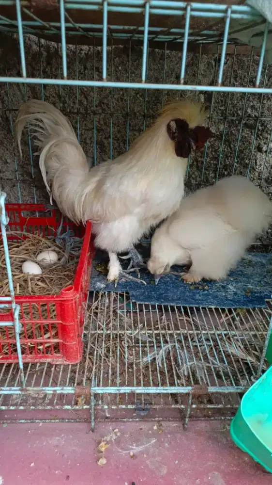 Jula ayam jago silki ,buku kapas