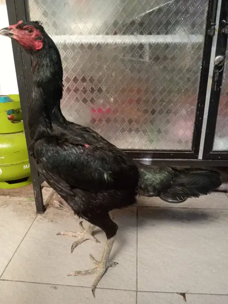 Ayam Betina Mangon pkoy jambul vdeo abaran ada