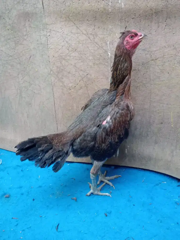 Ayam betina koyngon vdeo abaran ada