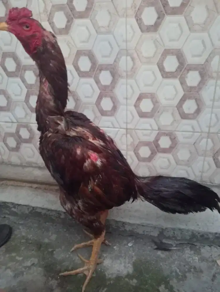 Ayam  Bangkok bulbi ukuran besar 6 full