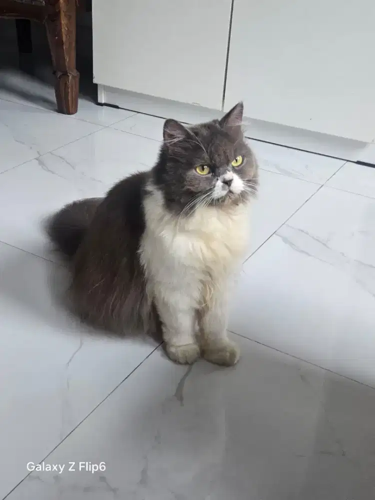 Lepas Adop peaknose Lucu