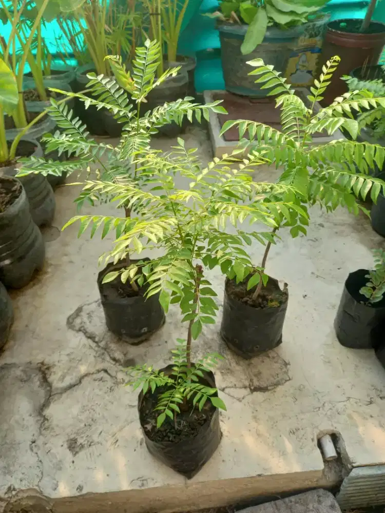 POHON DAUN KARI ATAU SALAM KOJA