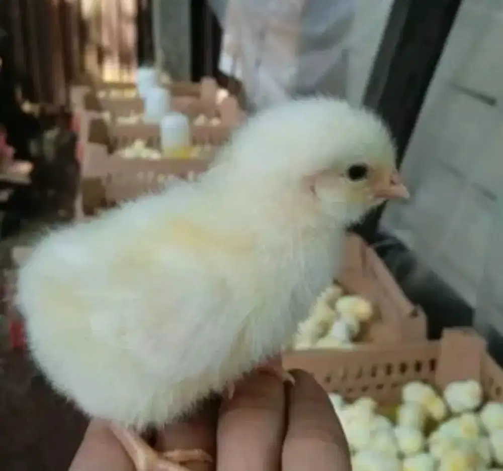 Doc ayam pejantan