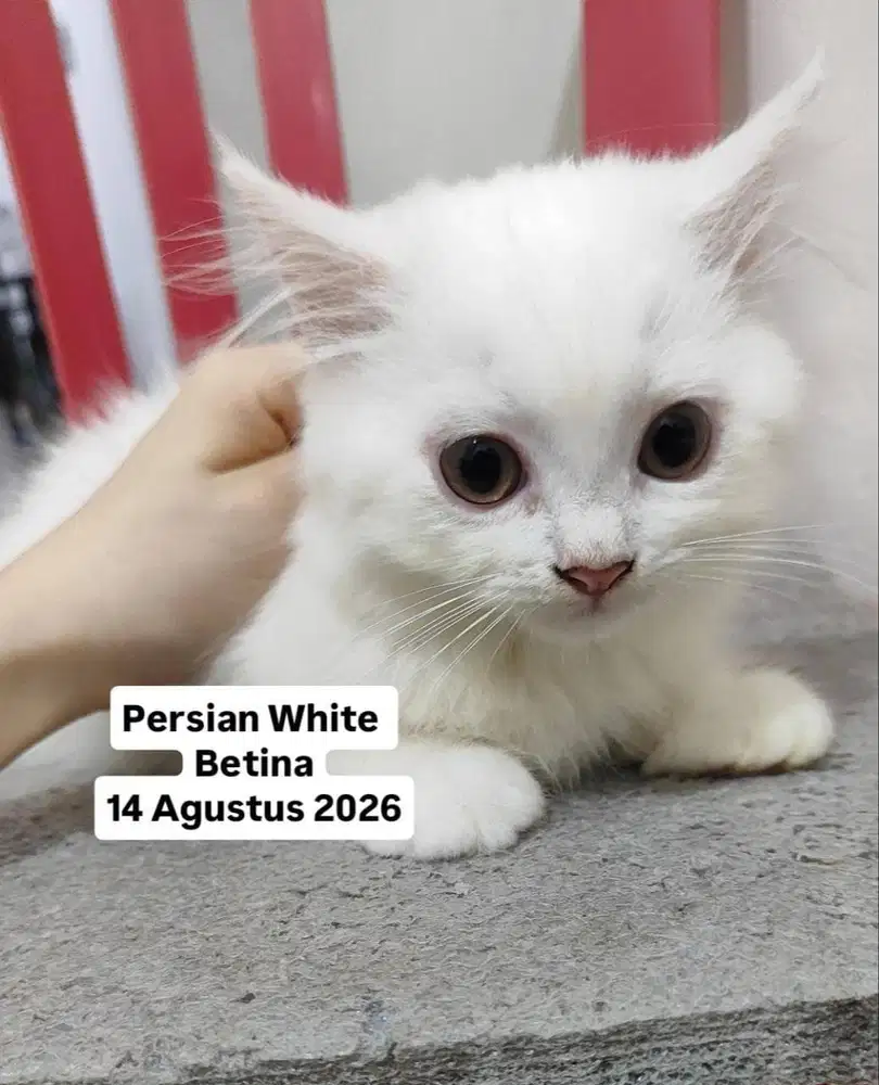 Kitten persian white kitten persian kucing persia