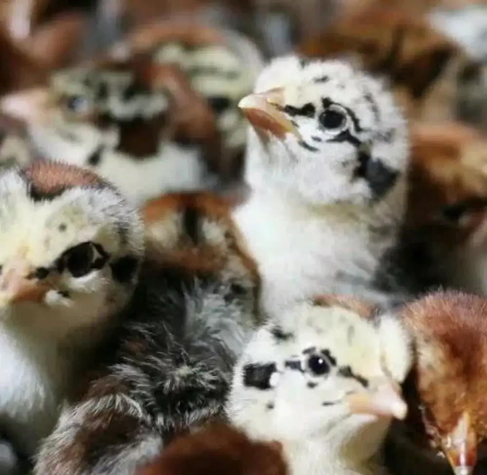 Doc ayam arrabb