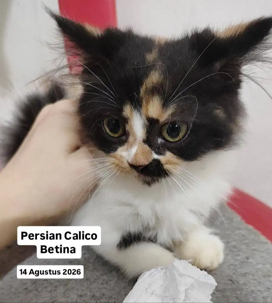 Anak kucing persia calico kitten persian calico betina