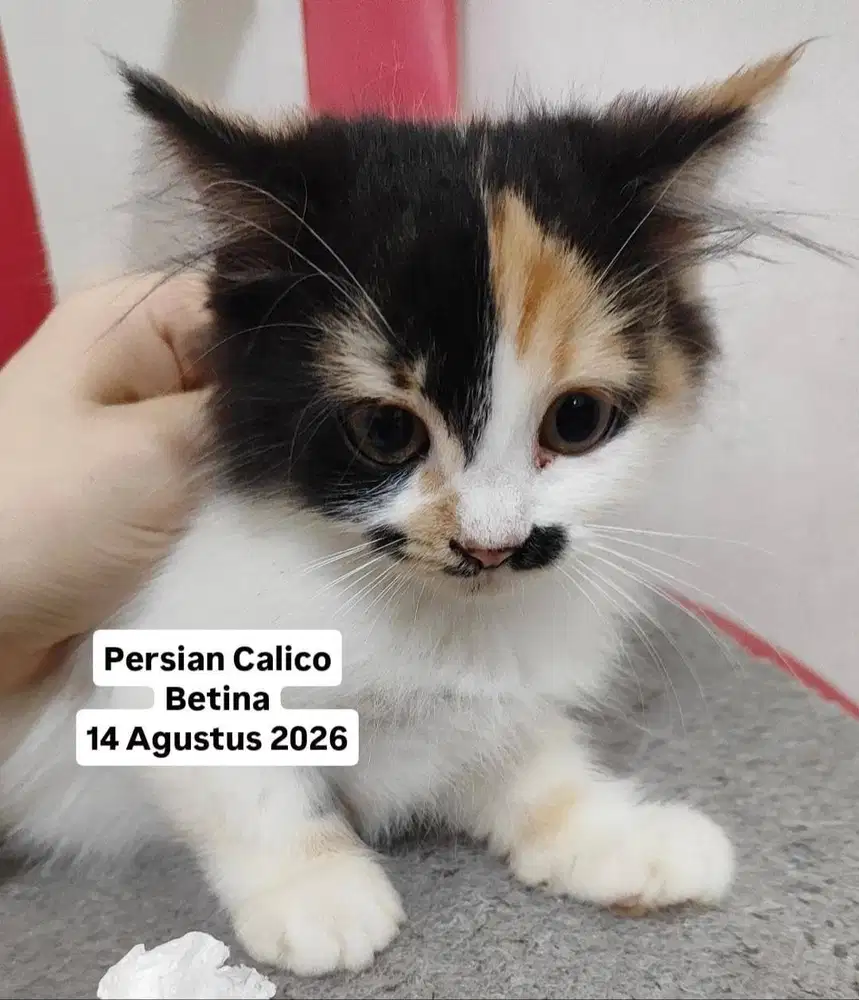 Anak kucing kitten perian  kucing persia calico berina medan