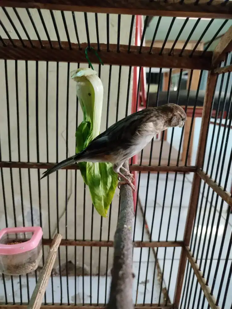 Burung Kenari Riwikan starblue