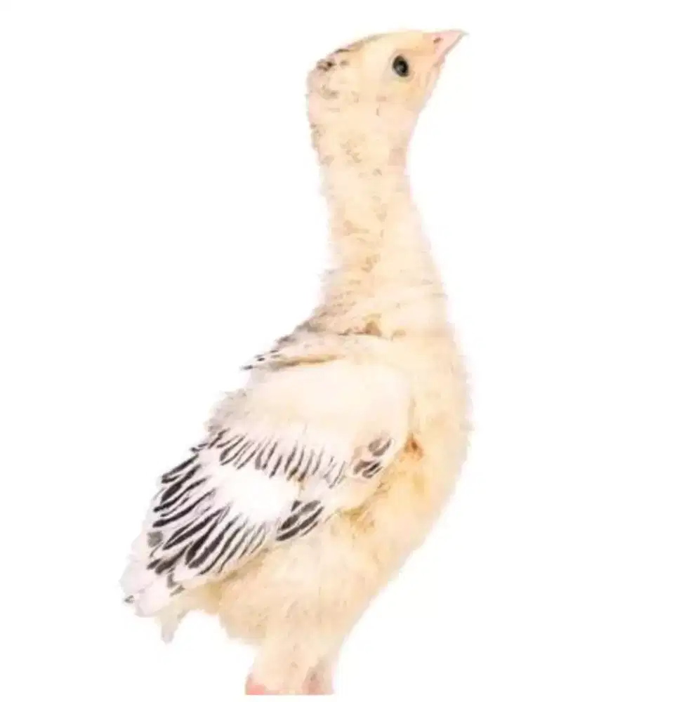 Ayam kalkun anakan