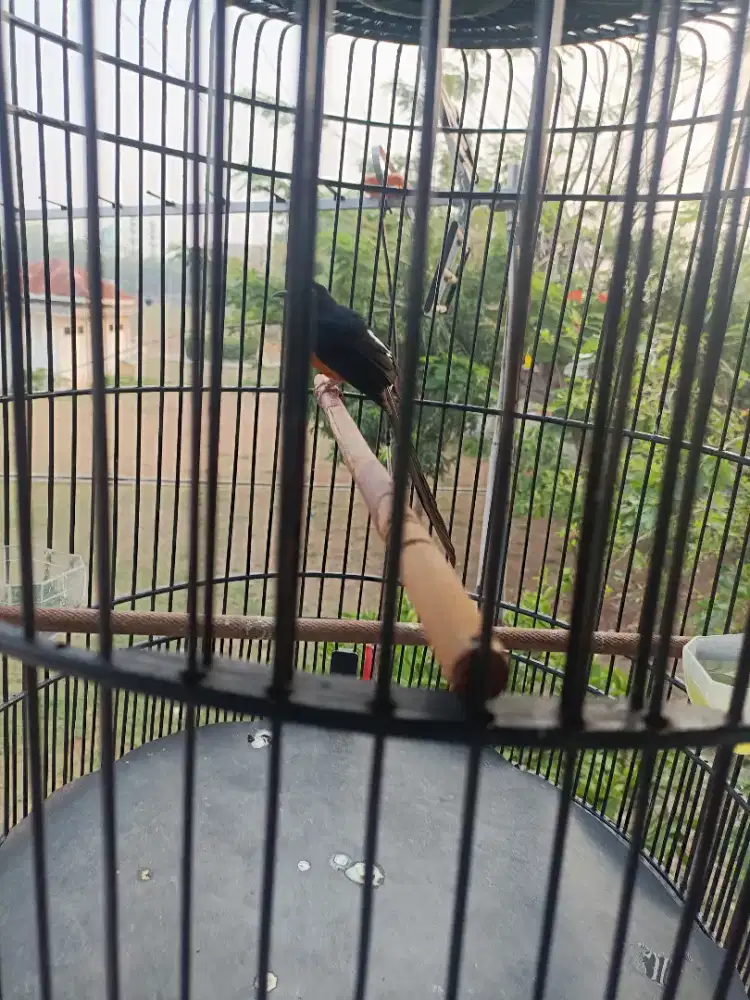 Di jual burung murai pastol