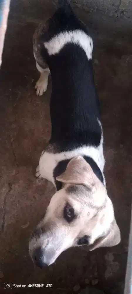 dijual anjing mix jack russel terrier