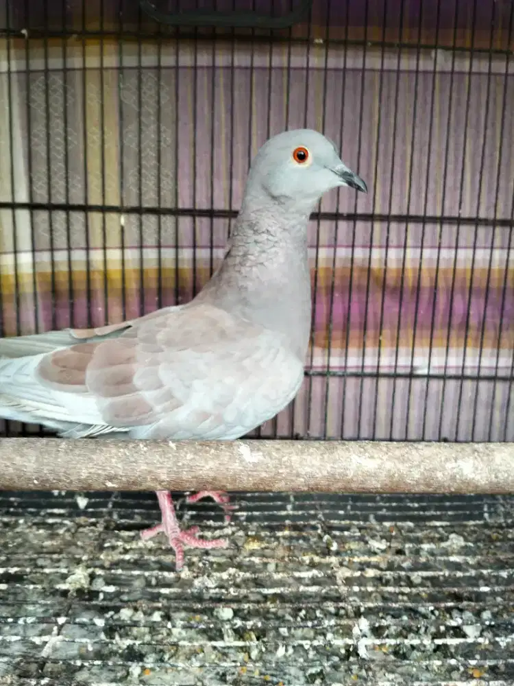 Burung merkuri Silangan puter& merpati jantan