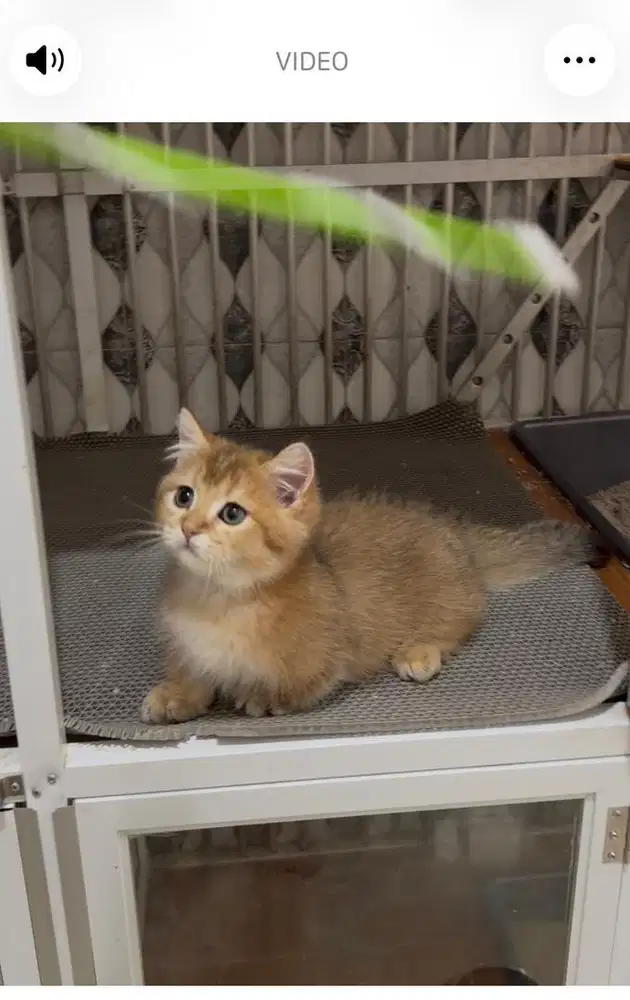 BSH MUNCHKIN GOLDEN JANTAN