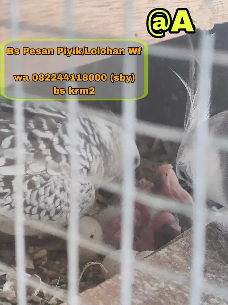 Telur/Piyik/Loloh Burung Falk Wf
