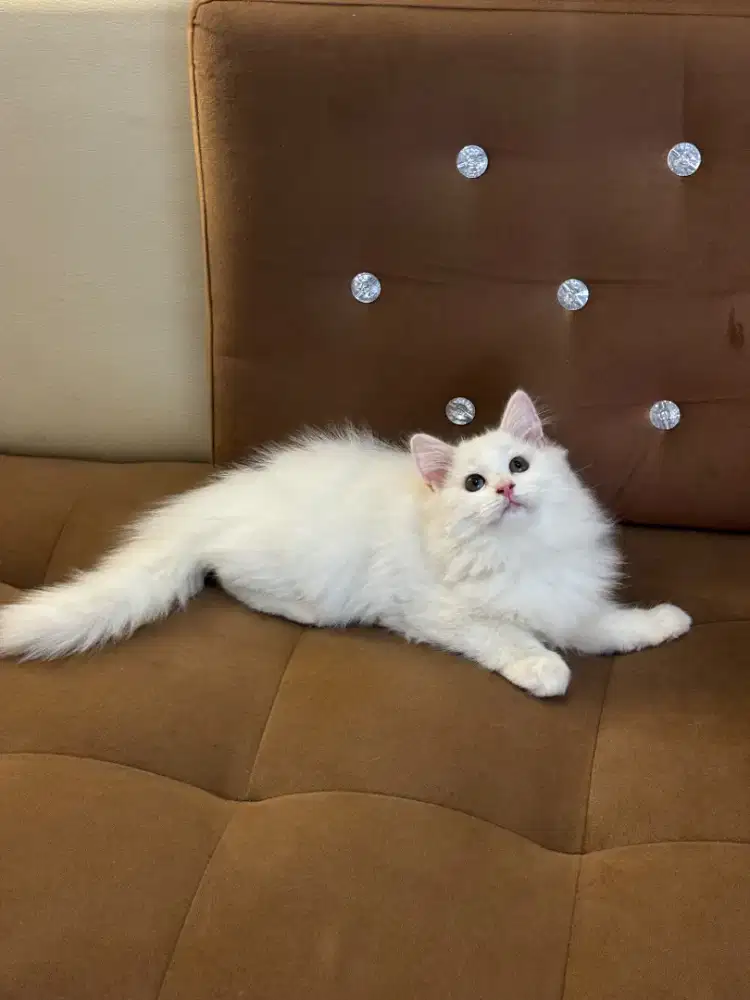Persia mix mainecoon betina 3bln big Bone