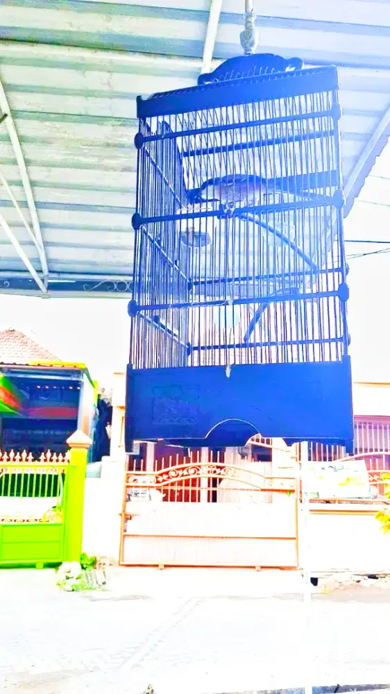 Burung cendet gacoran