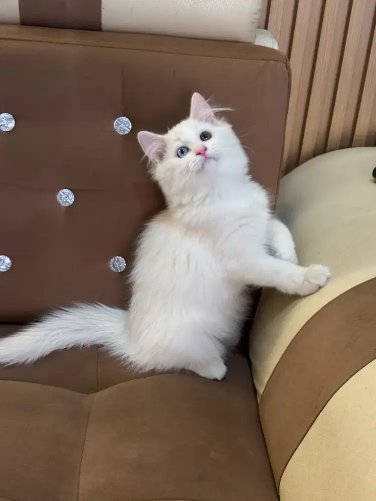 Persia mix mainecoon betina 3bln big Bone