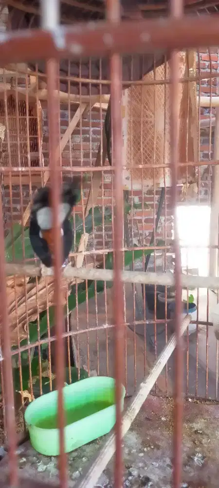 Muraibaru fightter