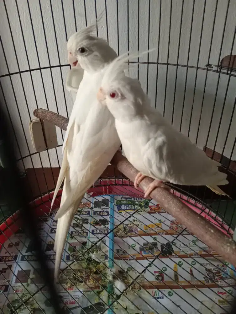 Sepasang dewasa falk albino Rm + Mm