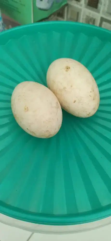 telur angsa kwokan