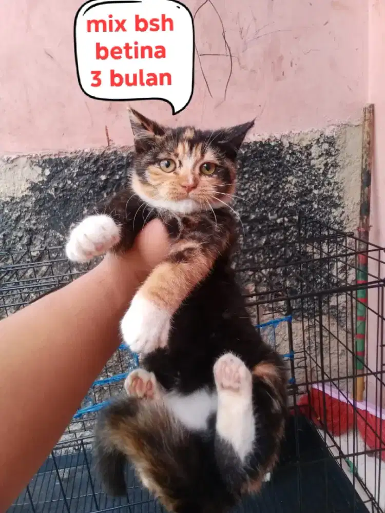 Kucing Persia mix bsh