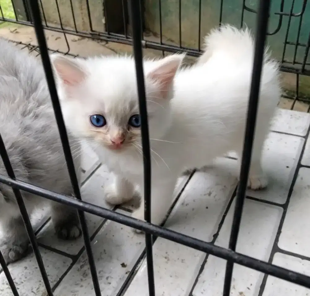 Kucing Persia kitten