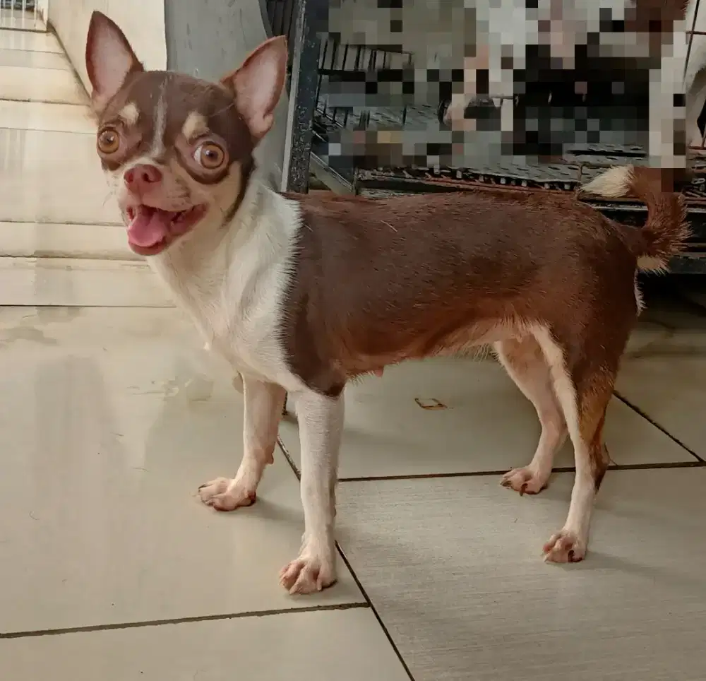 Chihuahua indukan Betina
