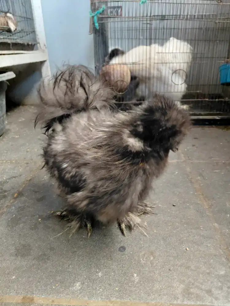 Ayam american silkie