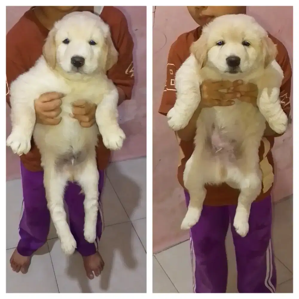 Golden jntan 2 ekor non stbm