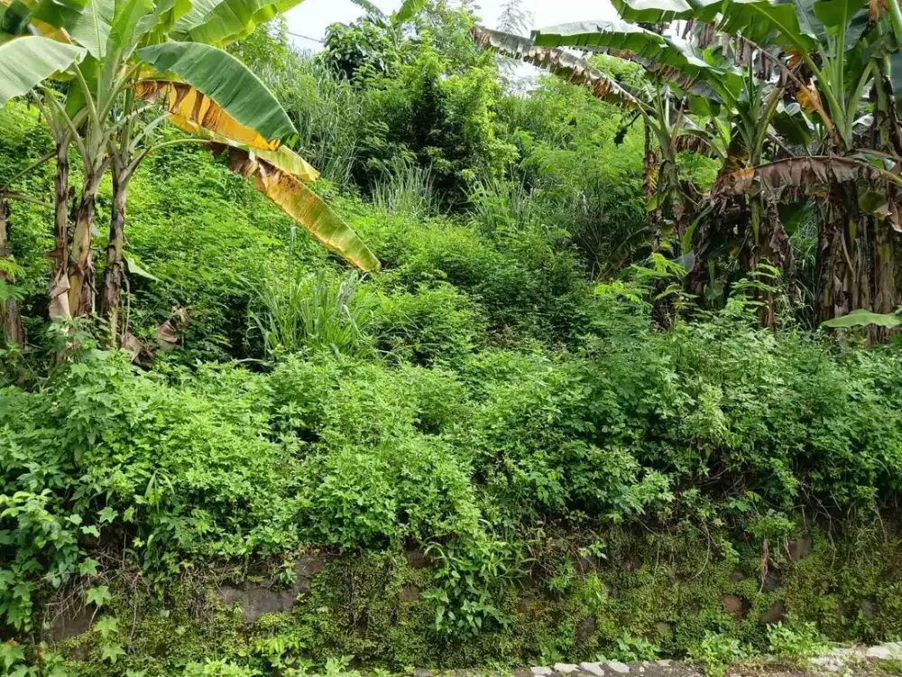 Tanah View Bendan Sampangan Cocok Untuk Cafe Atau Kos